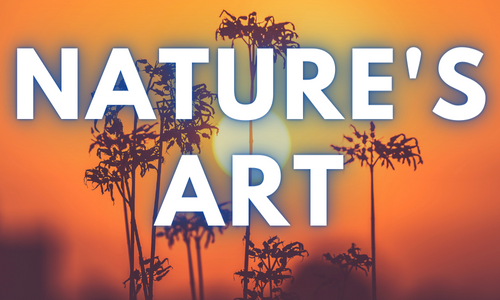 Nature's Art